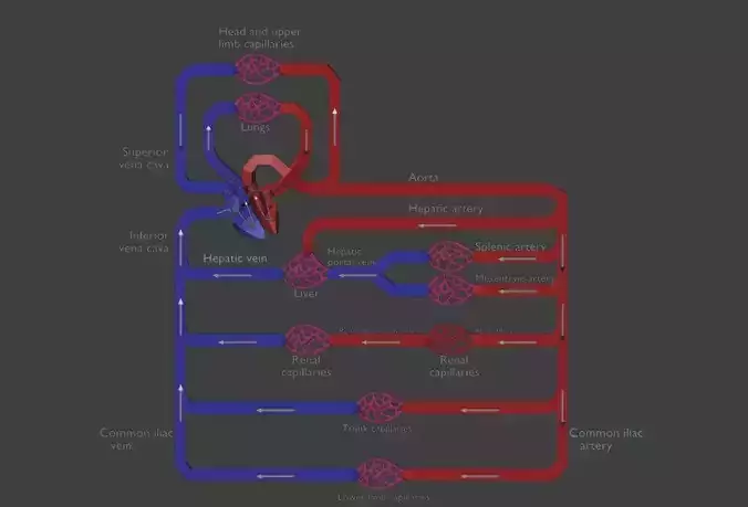 3D Model of Systemic Blood Flow - Diagram 3D print model