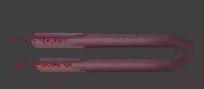 3D Model of Blood Vessels Anatomy