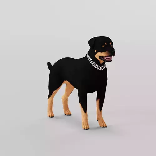 Rottweiler Dog
