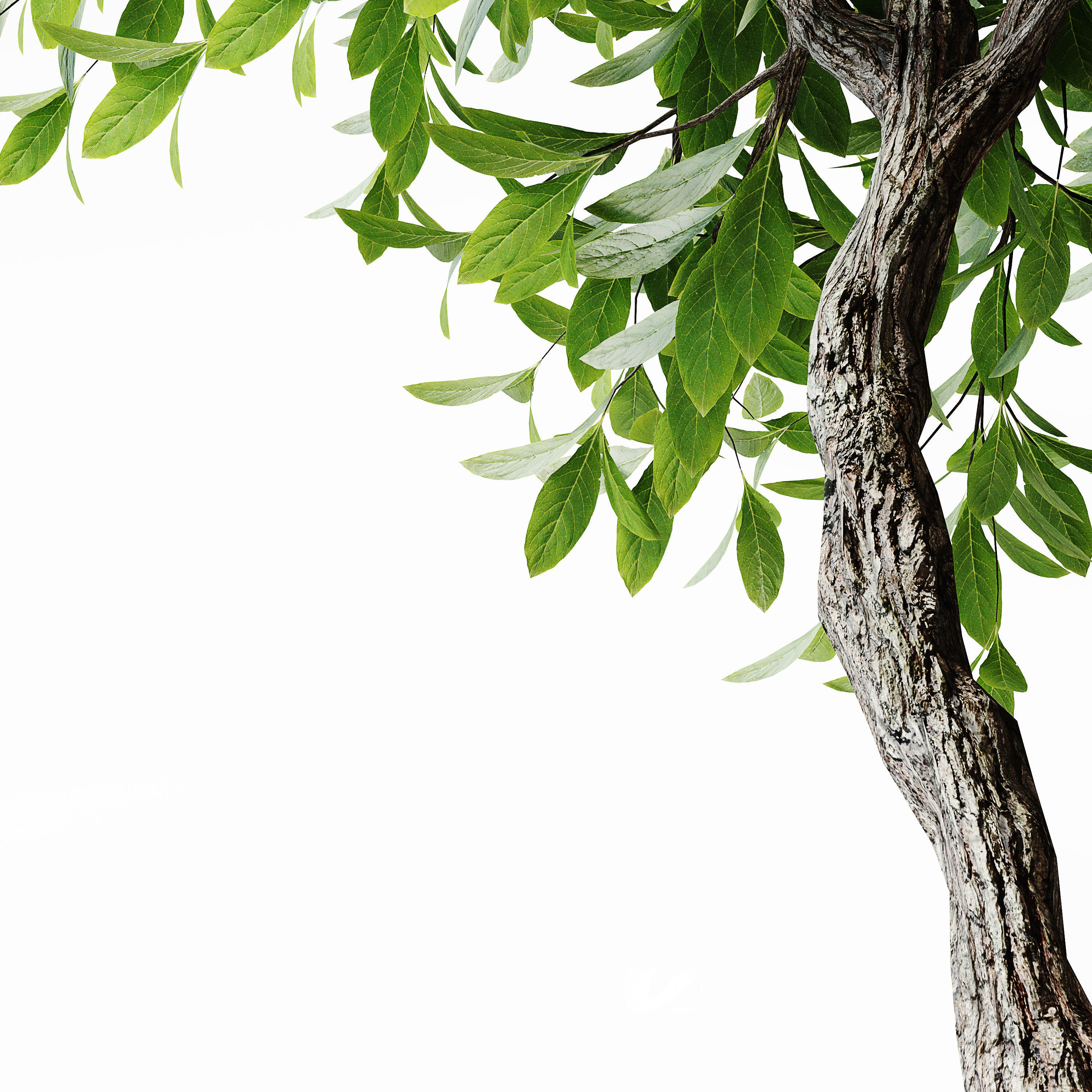 Indoor Plant 21 Low-poly 3D model_1