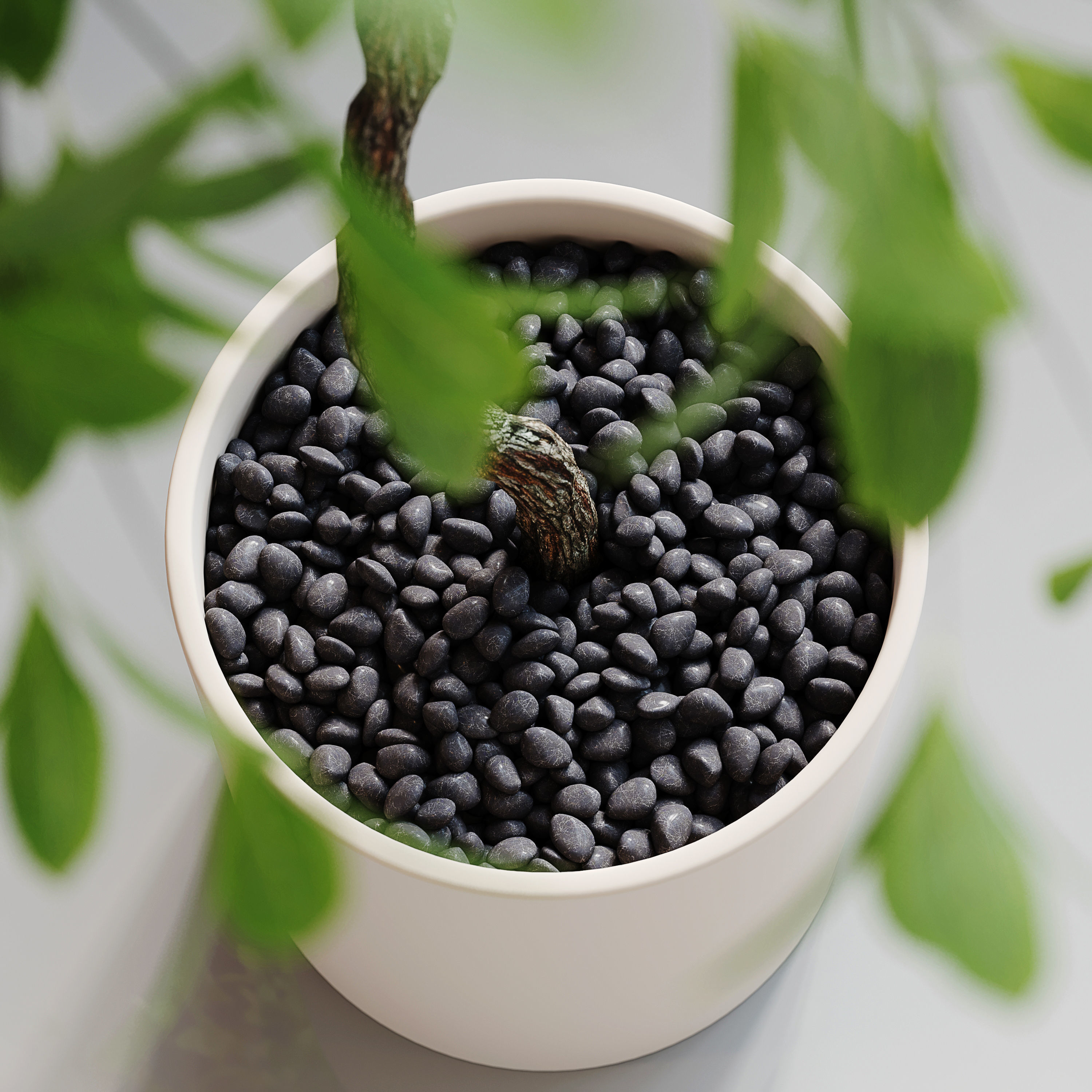 Indoor Plant 21 Low-poly 3D model_2