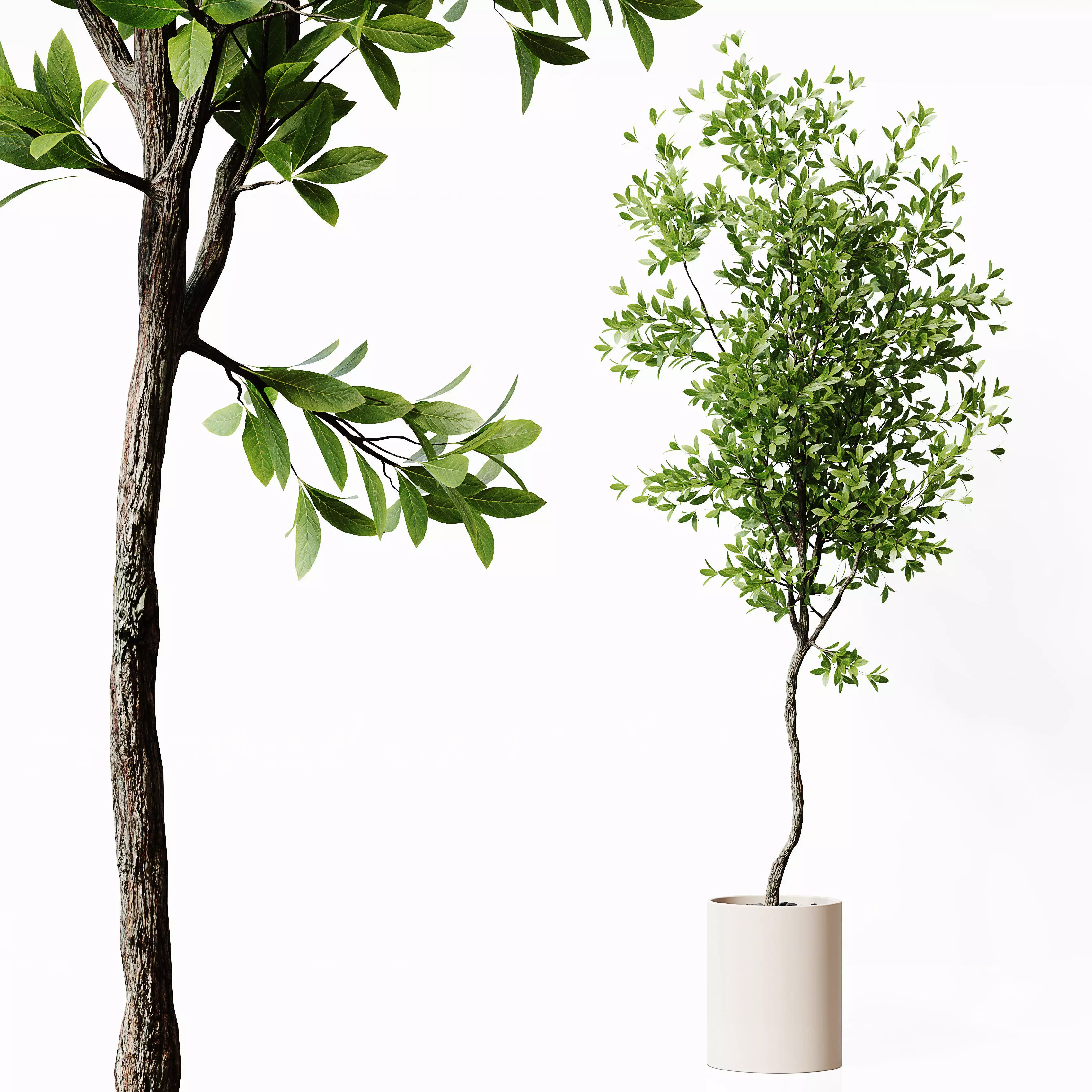 Indoor Plant 21 Low-poly 3D model_0