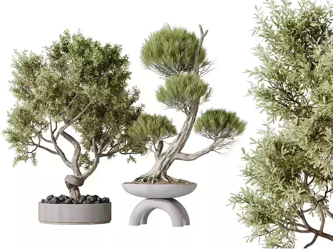 AV Indoor plants set 152 Ficus  Bonsai Ginseng and Pinus