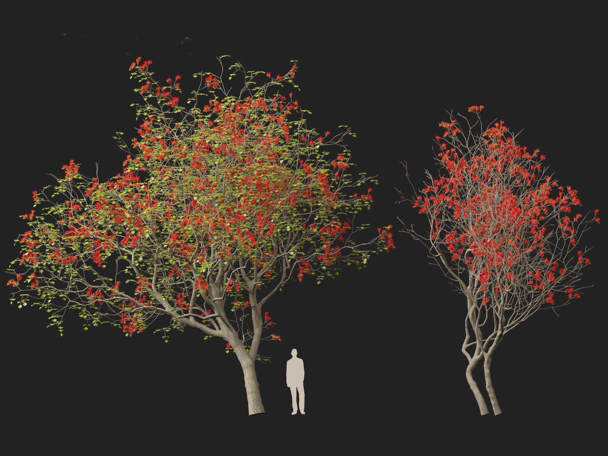 High-LowPoly Erythrina variegata - Indian Variegated Coral Tree Low-poly 3D model_8