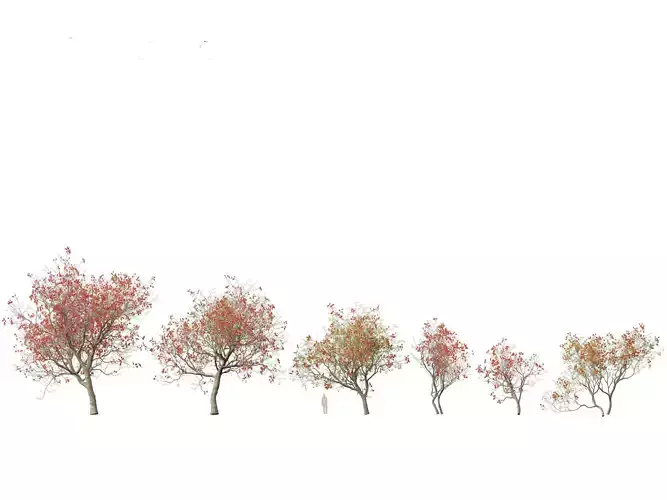 High-LowPoly Erythrina variegata - Indian Variegated Coral Tree Low-poly 3D model