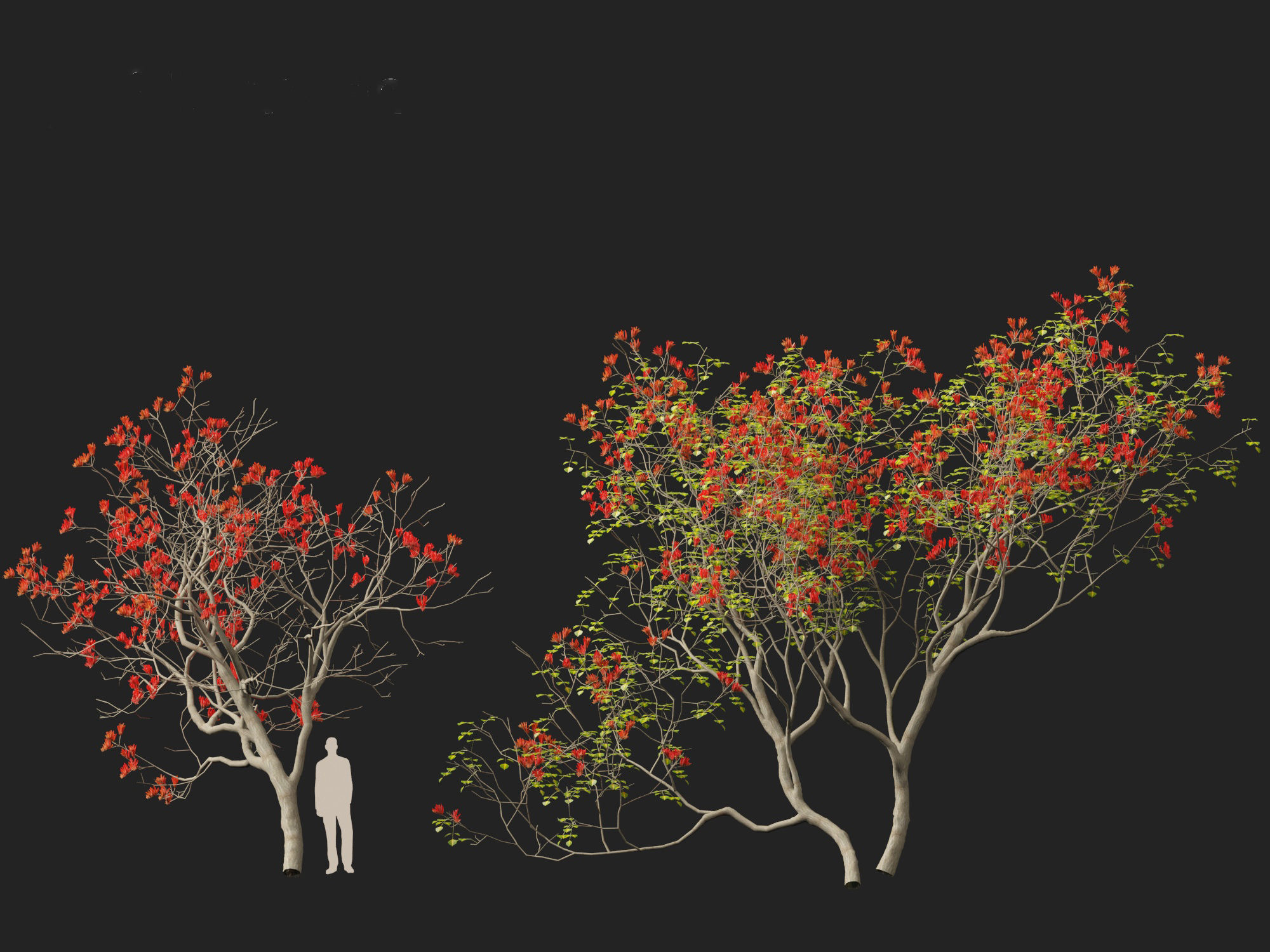 High-LowPoly Erythrina variegata - Indian Variegated Coral Tree Low-poly 3D model_10