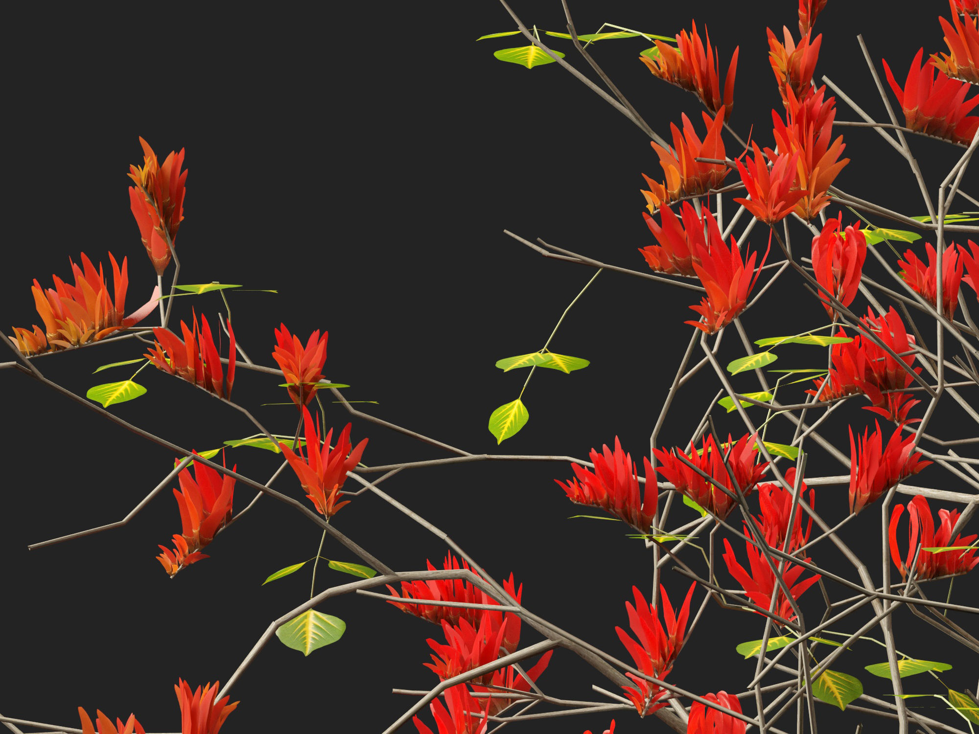 High-LowPoly Erythrina variegata - Indian Variegated Coral Tree Low-poly 3D model_3