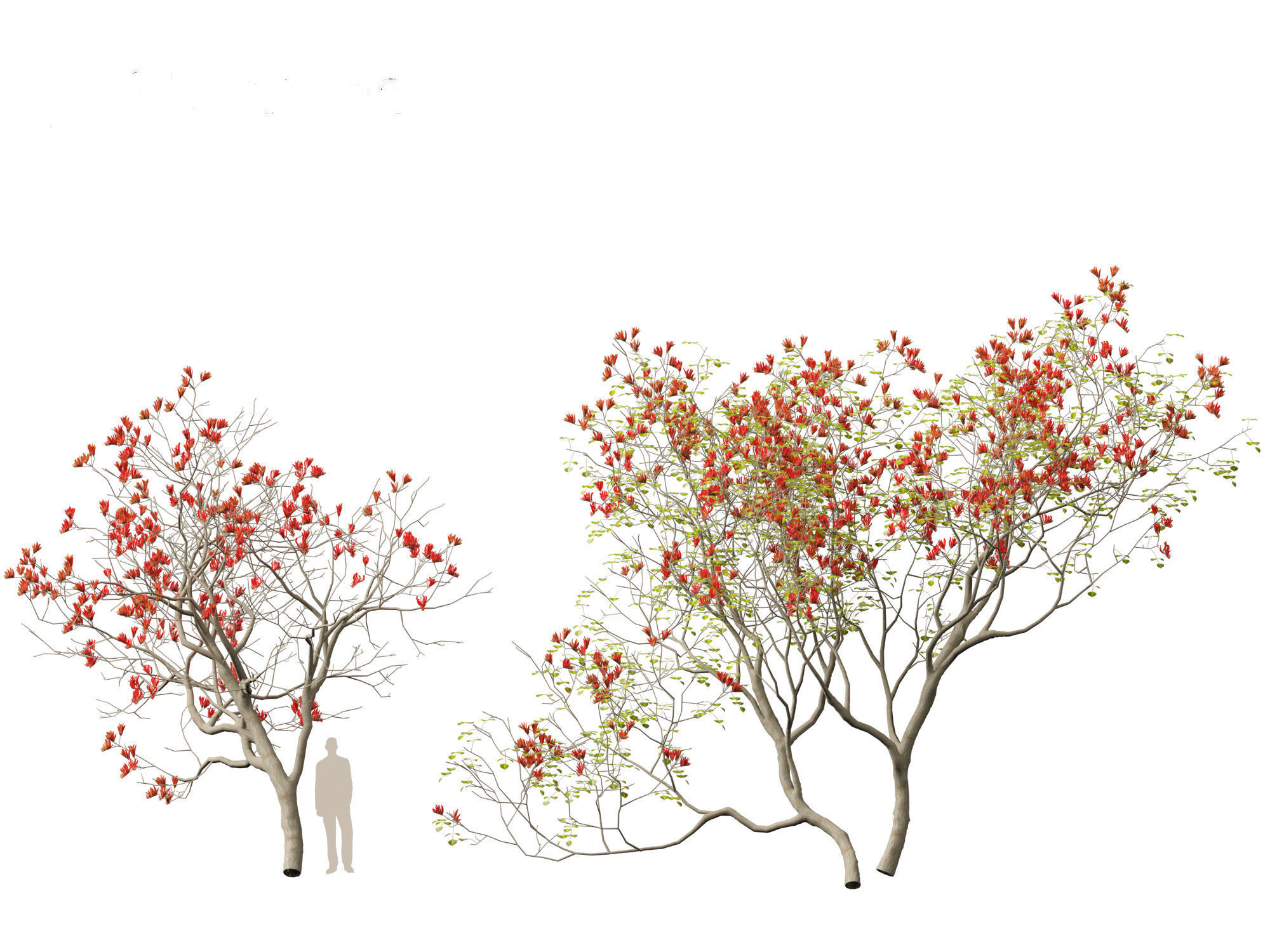 High-LowPoly Erythrina variegata - Indian Variegated Coral Tree Low-poly 3D model_9