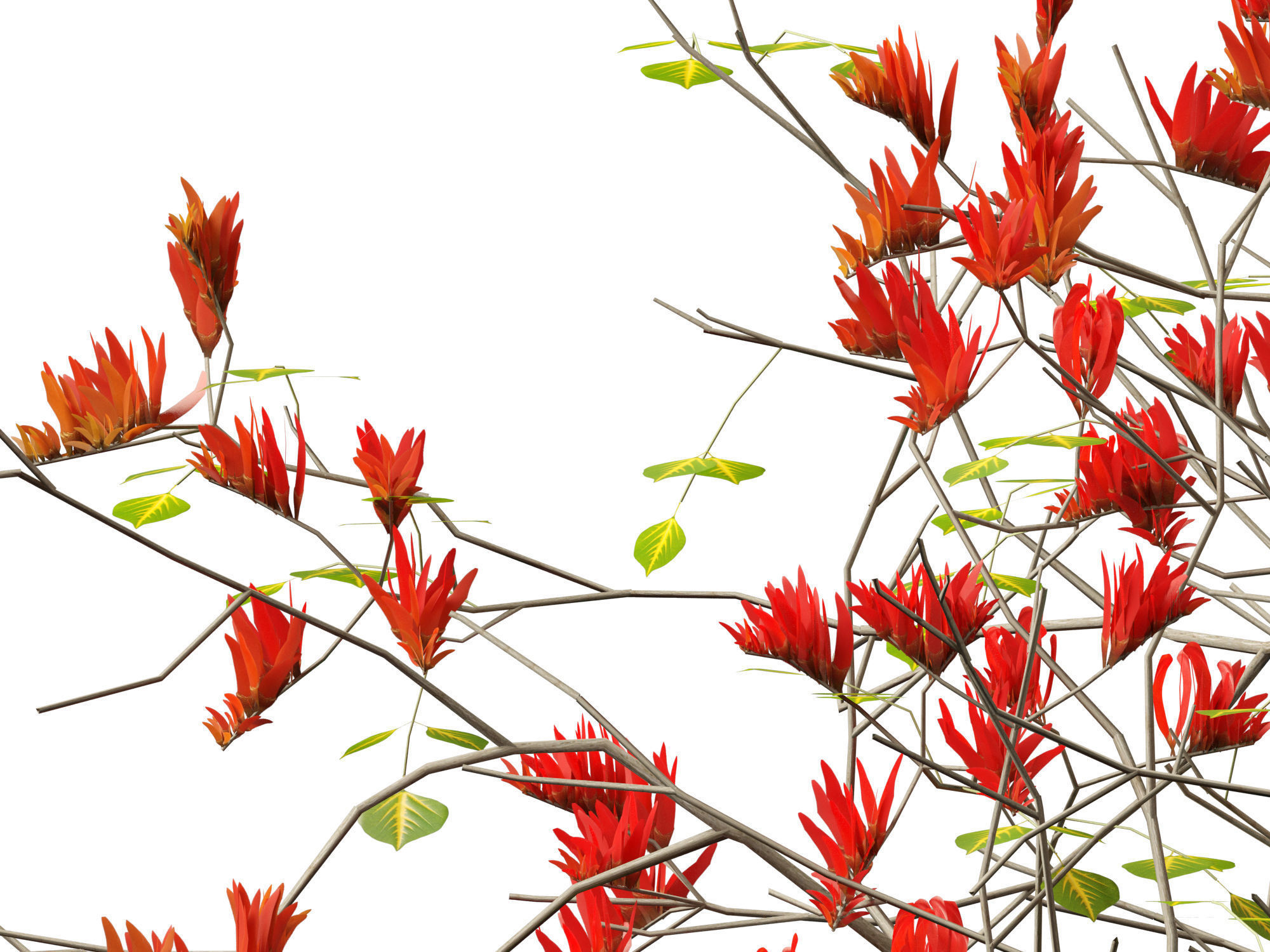 High-LowPoly Erythrina variegata - Indian Variegated Coral Tree Low-poly 3D model_2