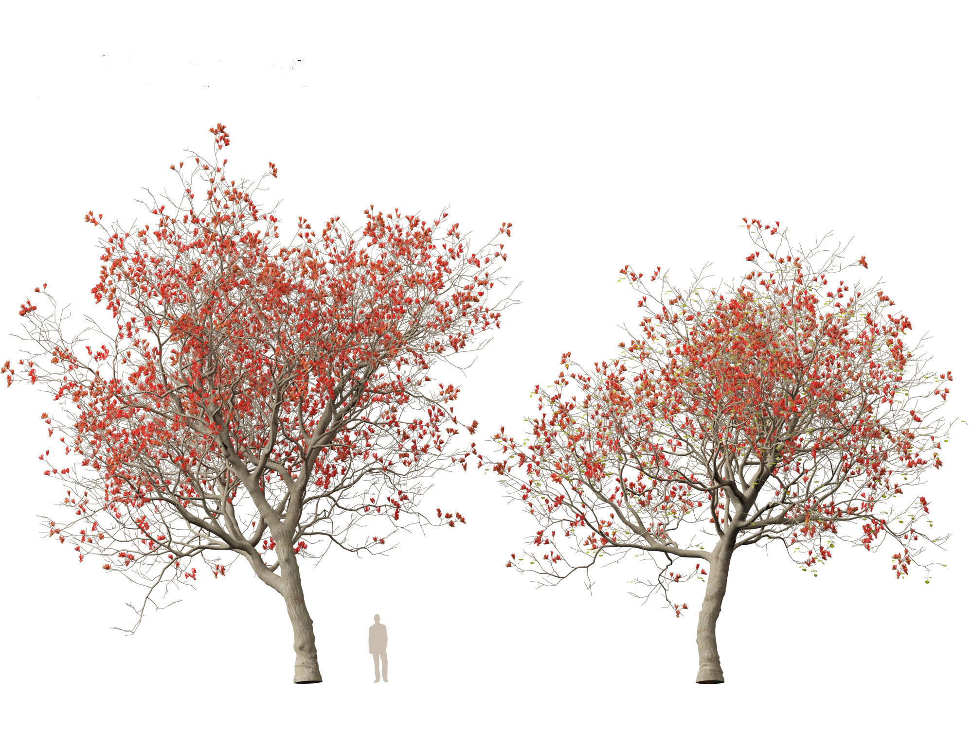 High-LowPoly Erythrina variegata - Indian Variegated Coral Tree Low-poly 3D model_5