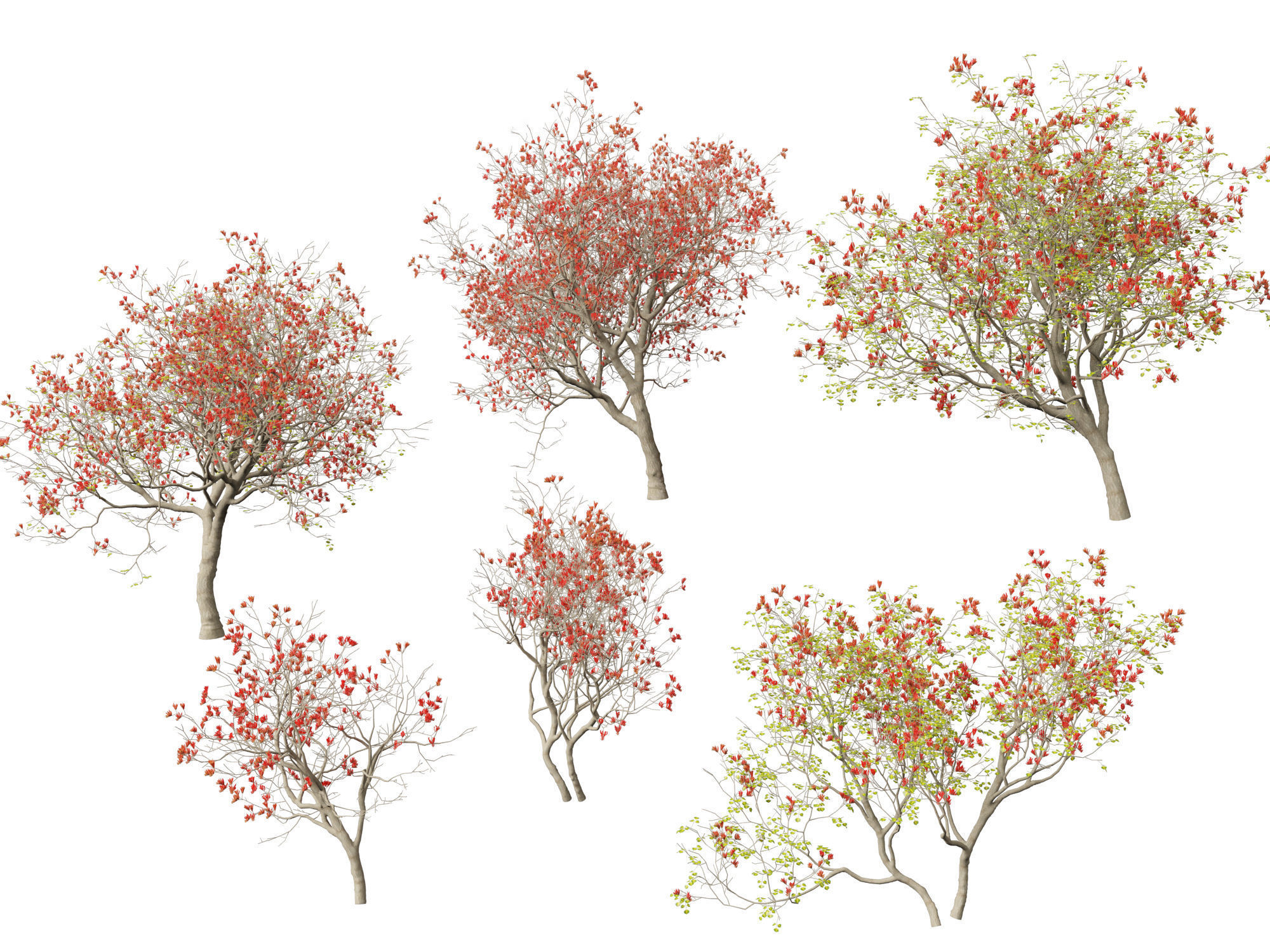 High-LowPoly Erythrina variegata - Indian Variegated Coral Tree Low-poly 3D model_11