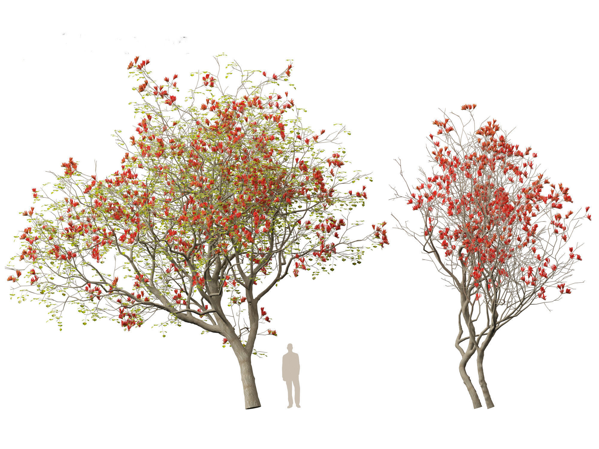 High-LowPoly Erythrina variegata - Indian Variegated Coral Tree Low-poly 3D model_7