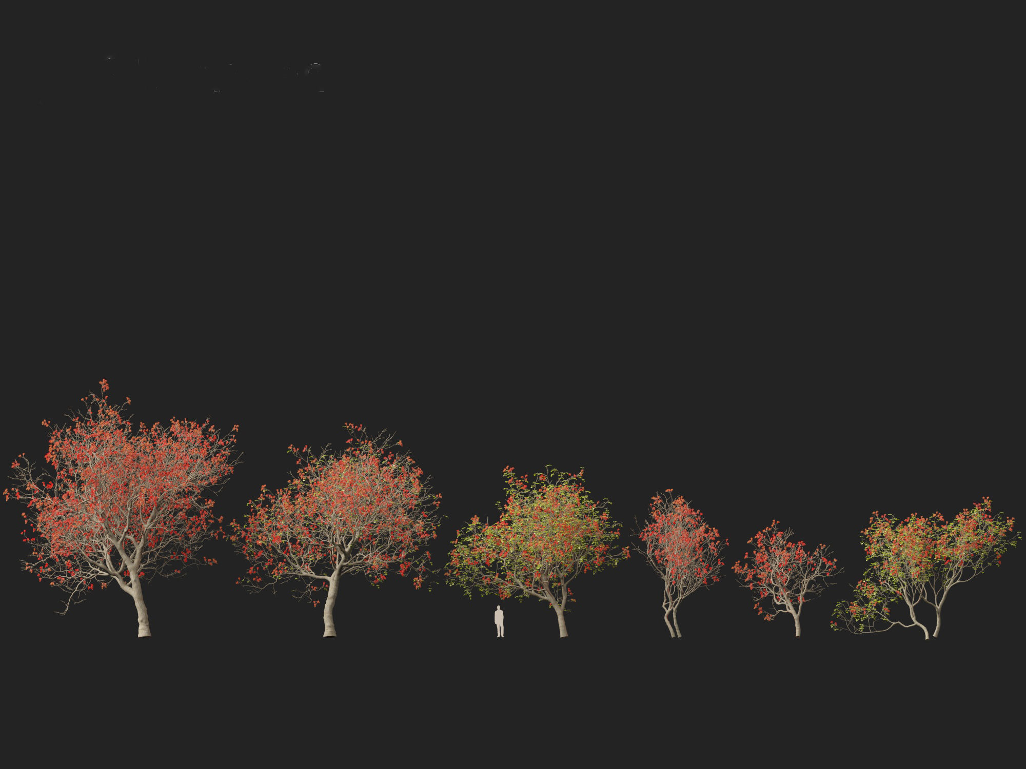 High-LowPoly Erythrina variegata - Indian Variegated Coral Tree Low-poly 3D model_4