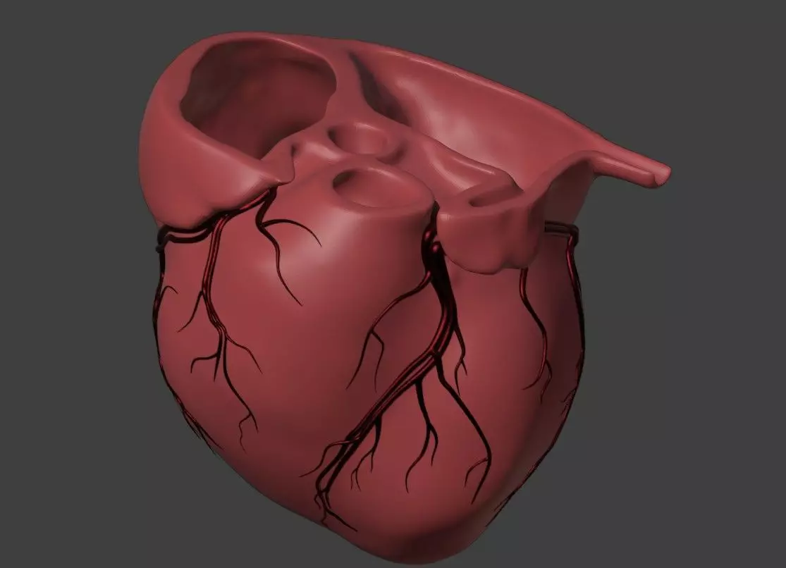 3D Model of Heart with Vessels 3D model