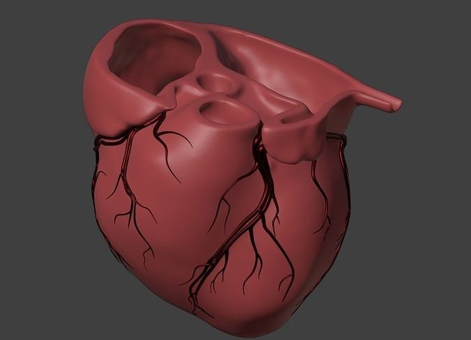 3D Model of Heart with Vessels  3D model