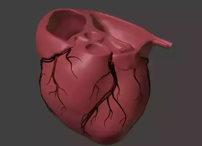 3D Model of Heart with Vessels 