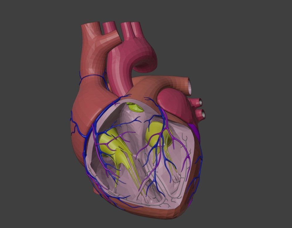 3D Model of Heart Anatomy 3D model_5