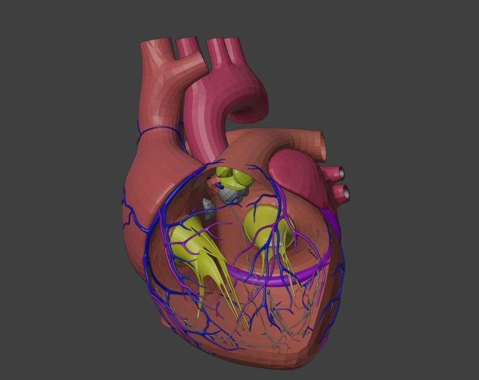 3D Model of Heart Anatomy 3D model_6