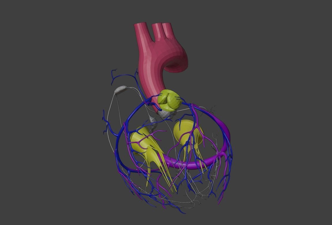 3D Model of Heart Anatomy 3D model_7
