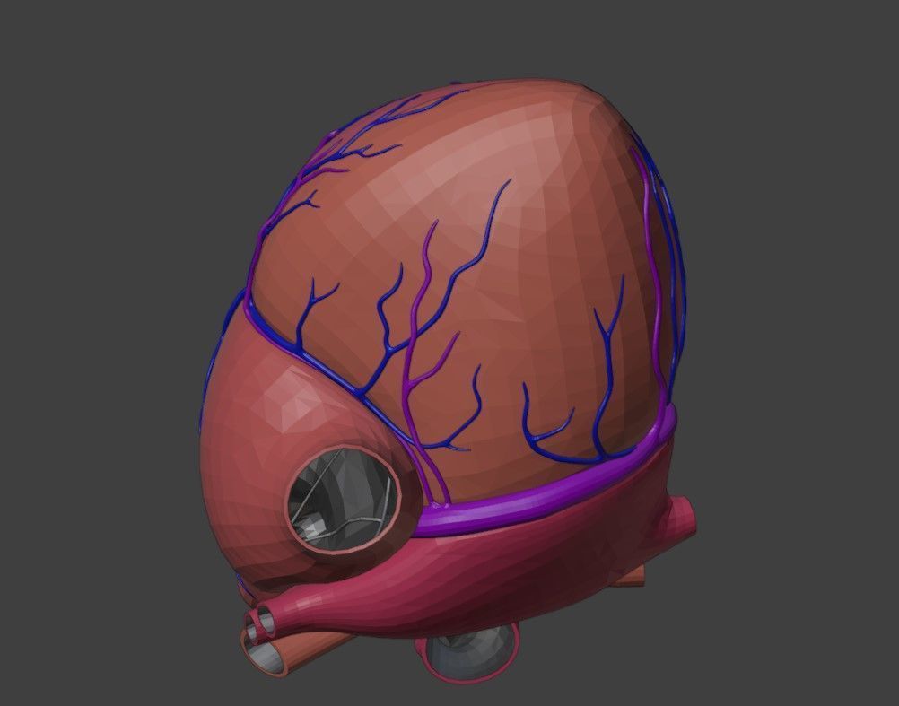 3D Model of Heart Anatomy 3D model_4