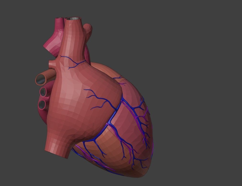 3D Model of Heart Anatomy 3D model_2