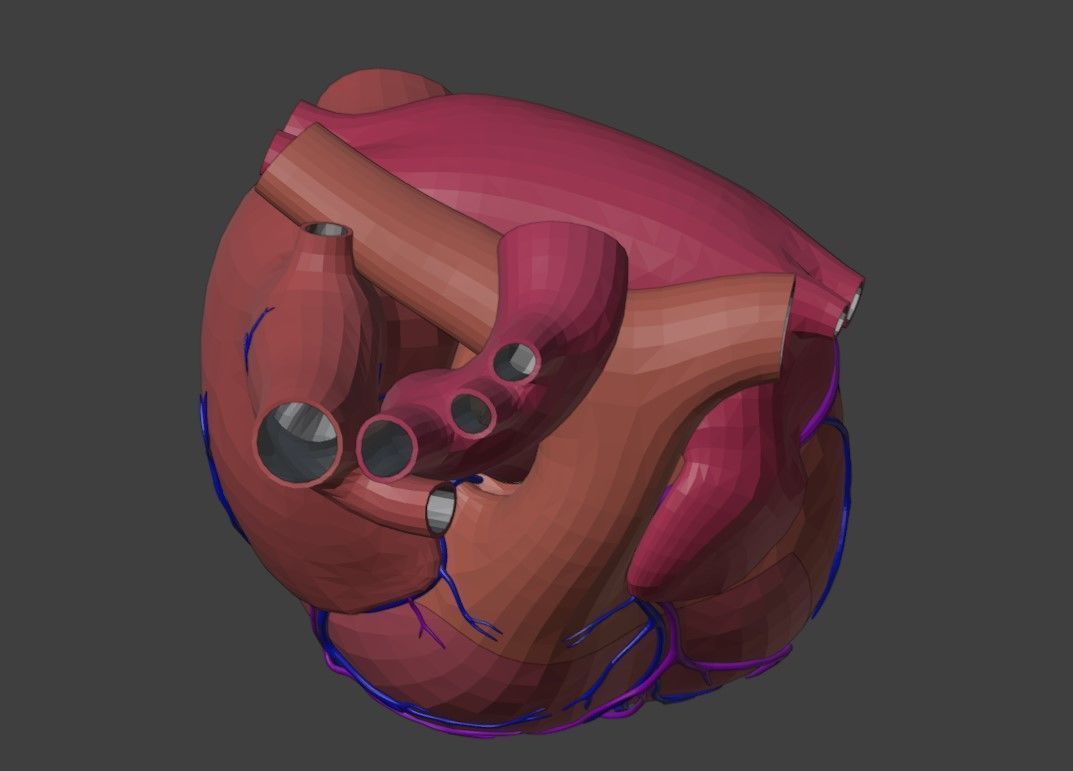 3D Model of Heart Anatomy 3D model_3