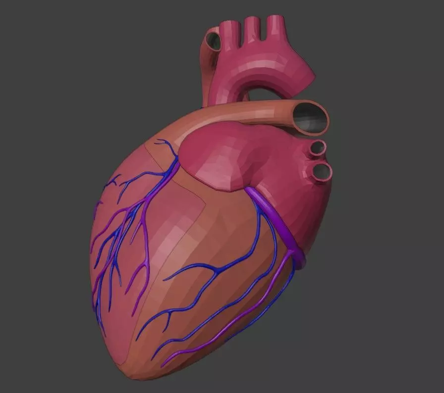 3D Model of Heart Anatomy 3D model_0