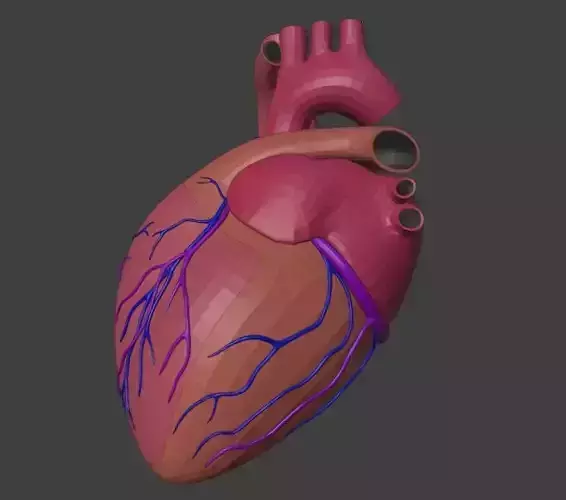 3D Model of Heart Anatomy 3D model 3D Model of Heart Anatomy 3D model