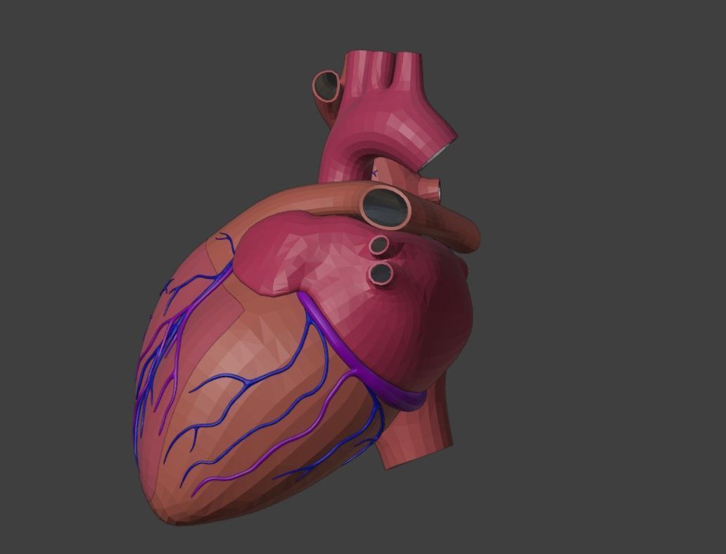 3D Model of Heart Anatomy 3D model_1