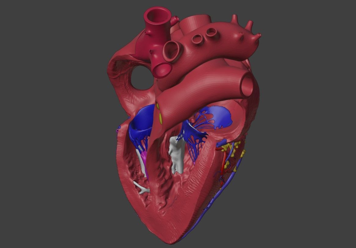 3D Model of Heart Interior Anatomy 3D model_5