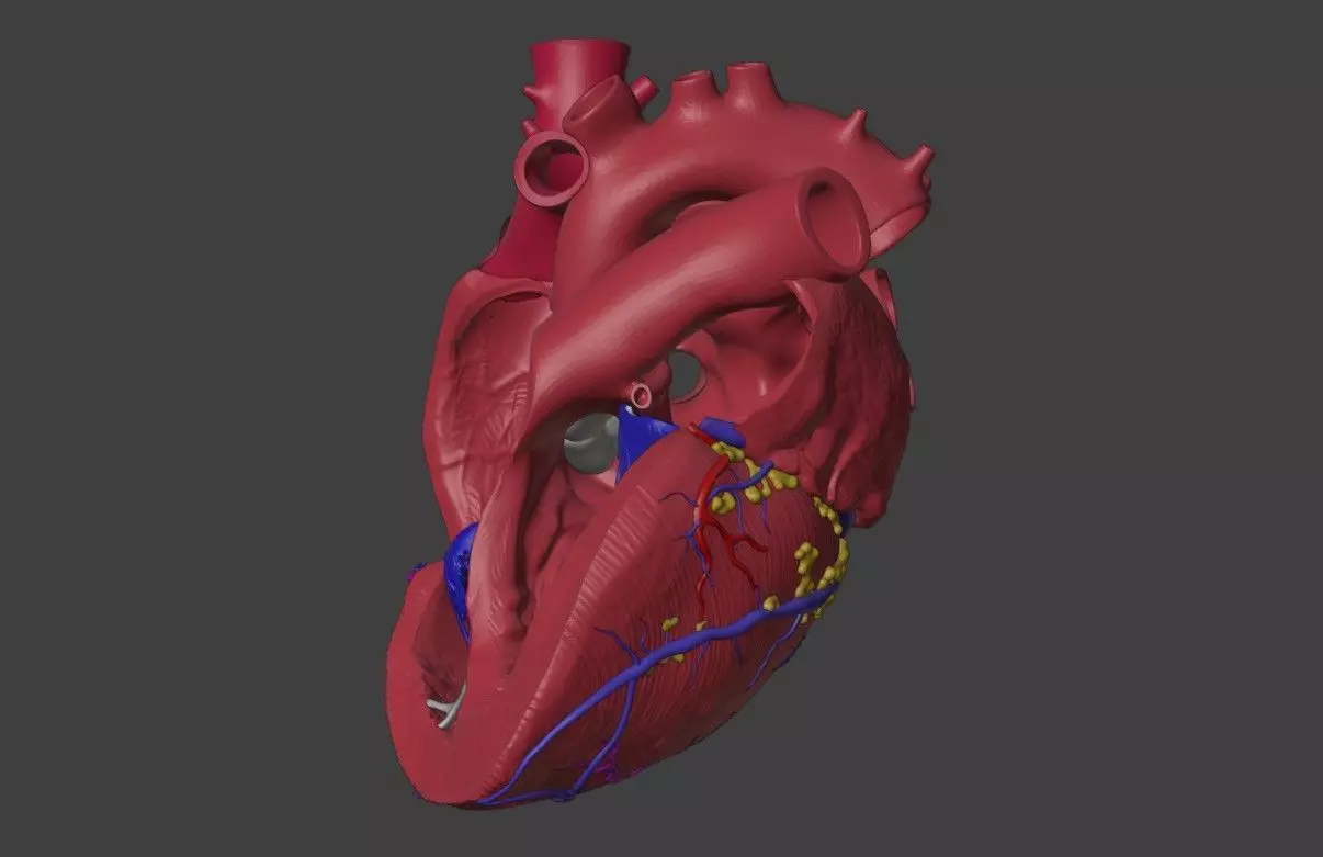 3D Model of Heart Interior Anatomy 3D model_0
