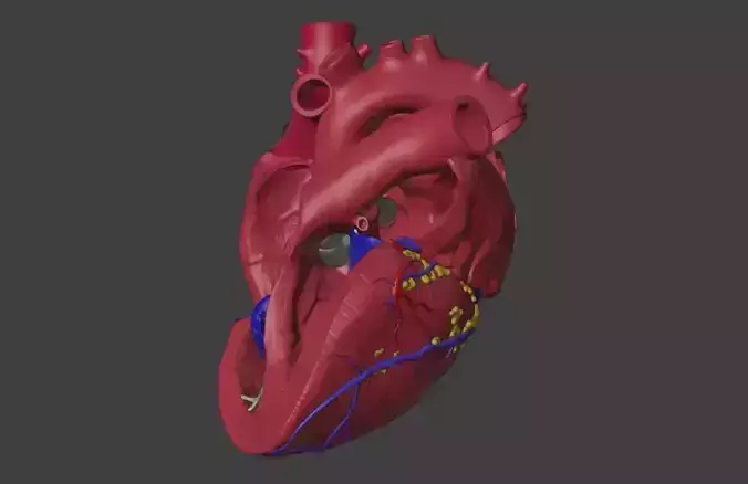 3D Model of Heart Interior Anatomy 3D model
