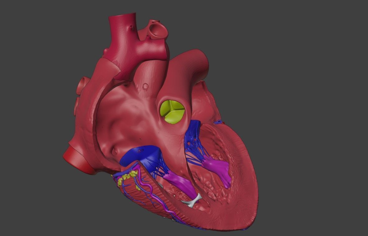 3D Model of Heart Interior Anatomy 3D model_2