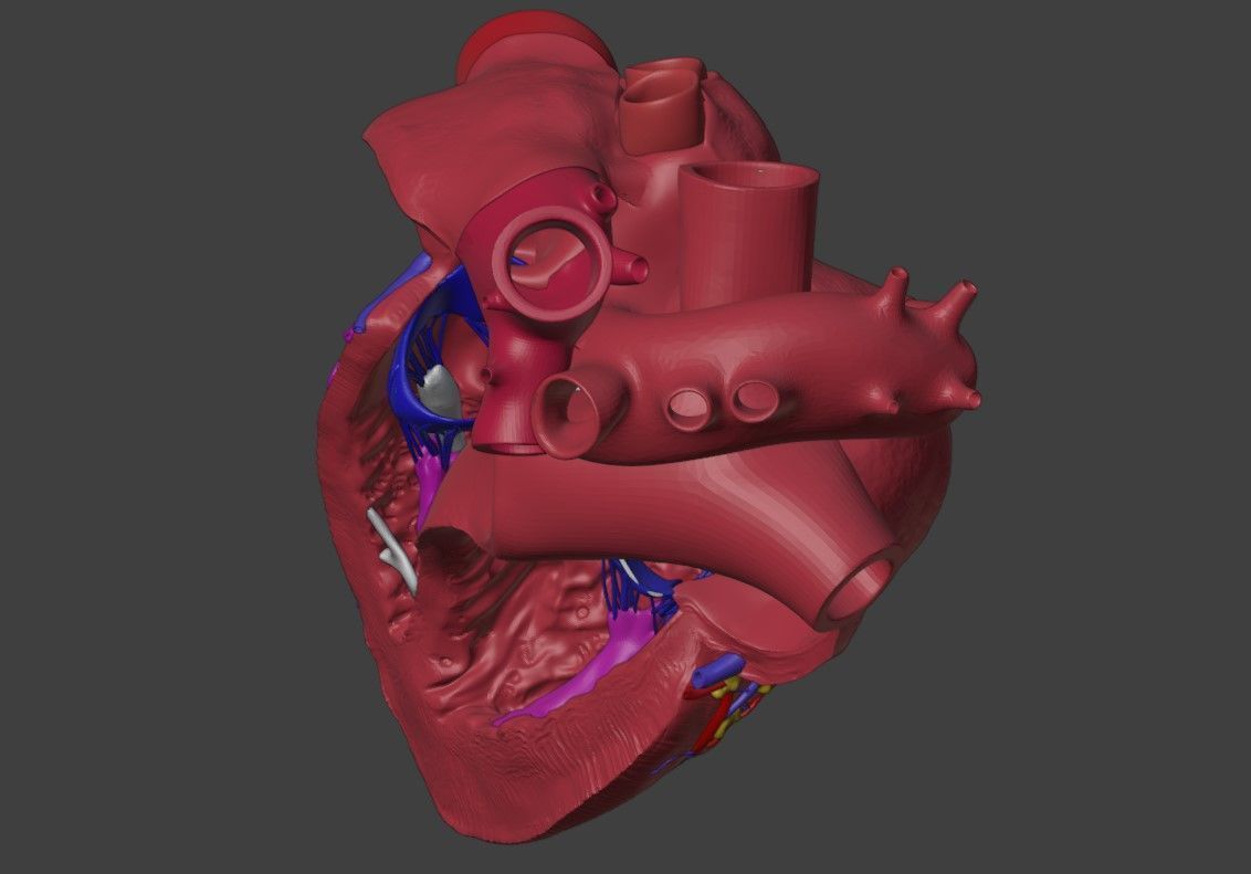 3D Model of Heart Interior Anatomy 3D model_3