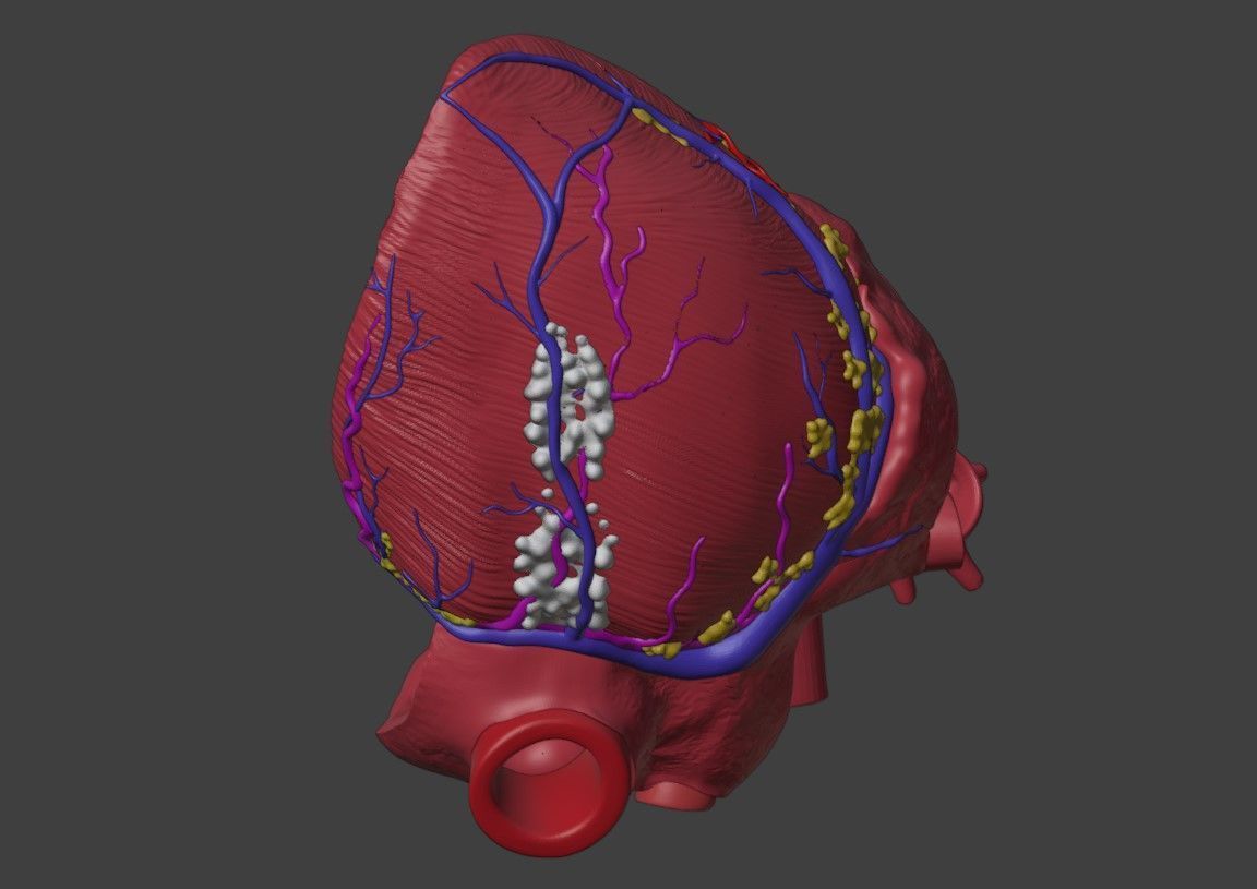 3D Model of Heart Interior Anatomy 3D model_4