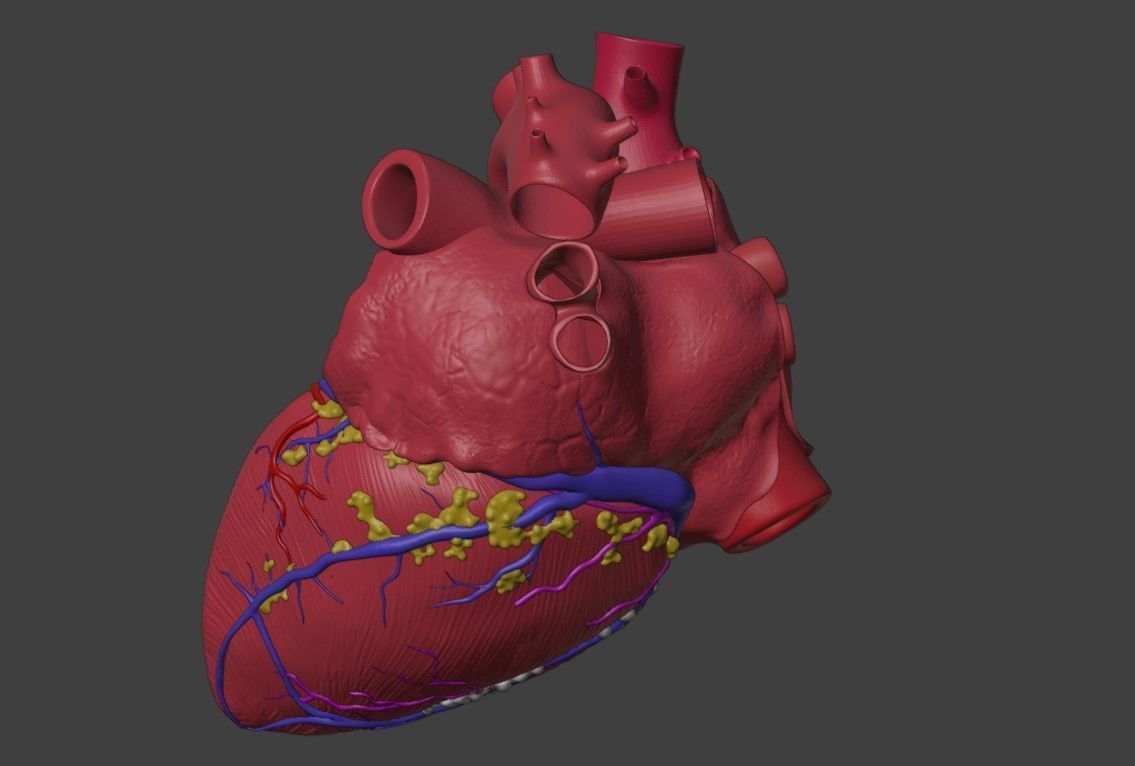 3D Model of Heart Interior Anatomy 3D model_1