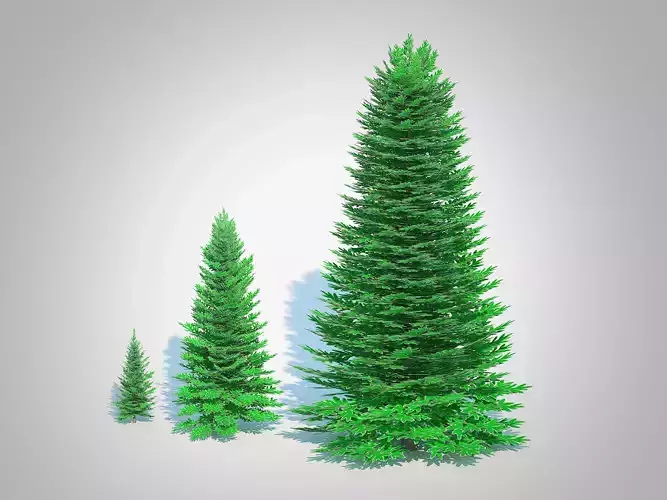 Plant   Abies Concolor - Silver Fir