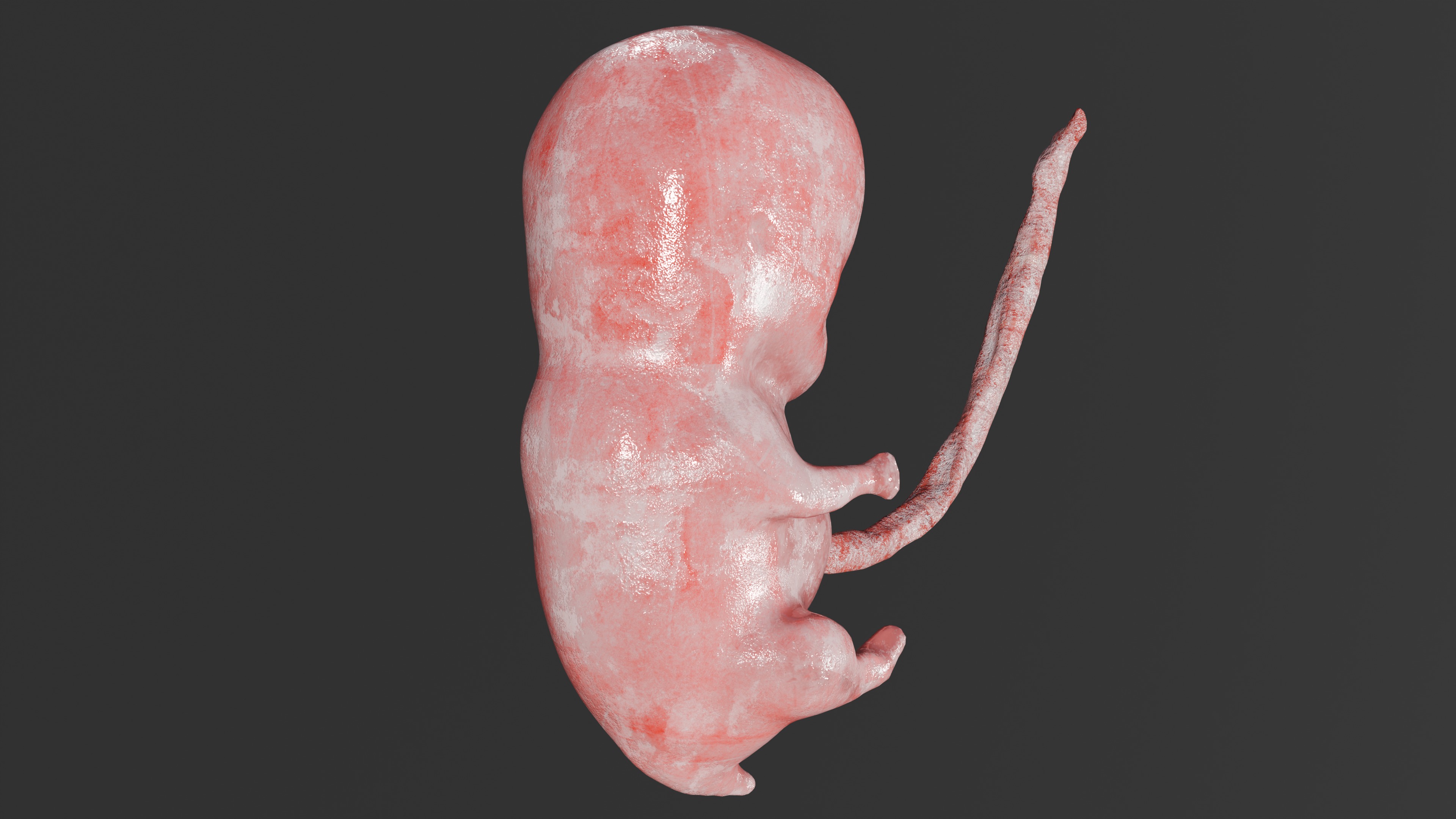 Low Poly Baby  Fetus Low-poly 3D model_4