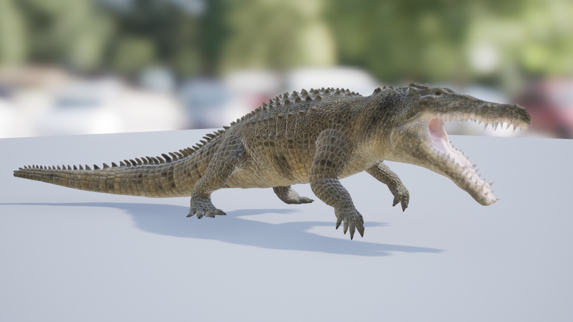 Saltwater Crocodile Low-poly 3D model_6