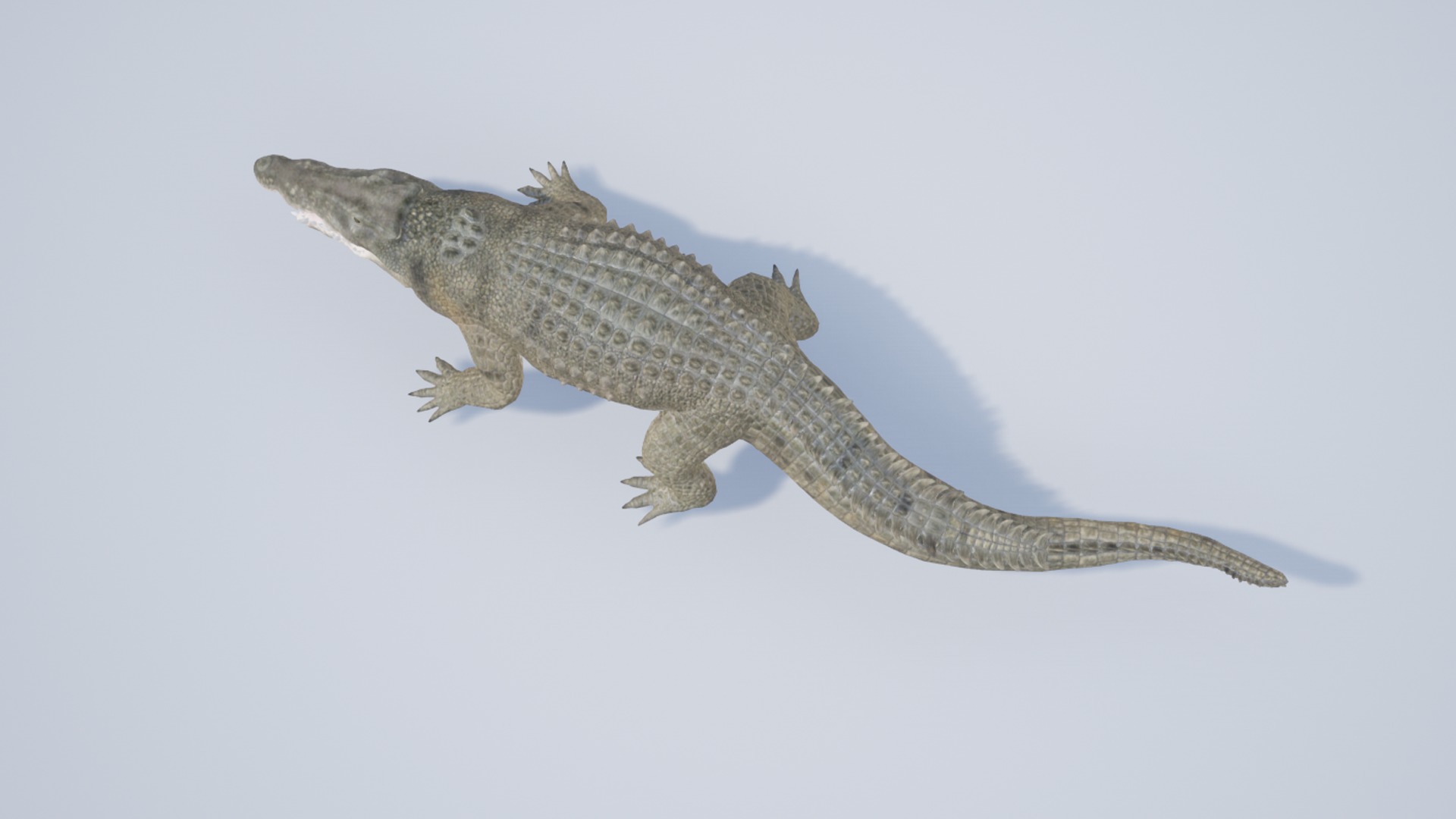Saltwater Crocodile Low-poly 3D model_4