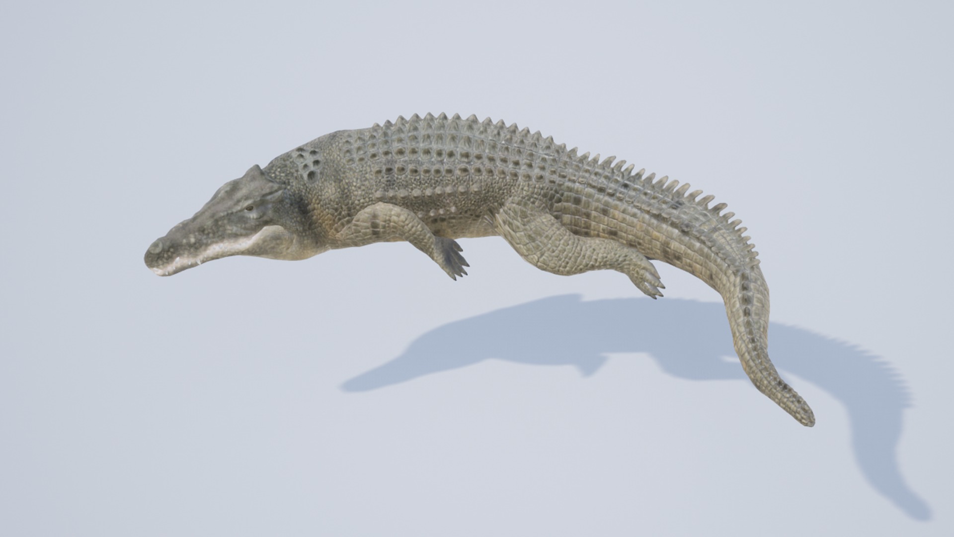 Saltwater Crocodile Low-poly 3D model_7