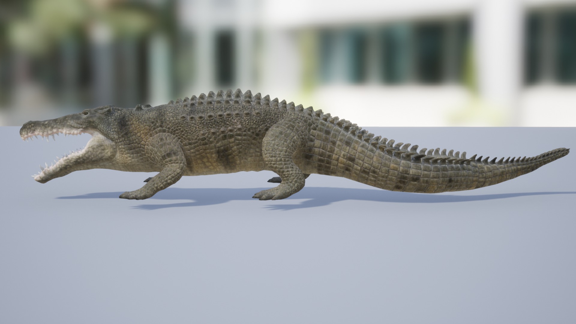Saltwater Crocodile Low-poly 3D model_2