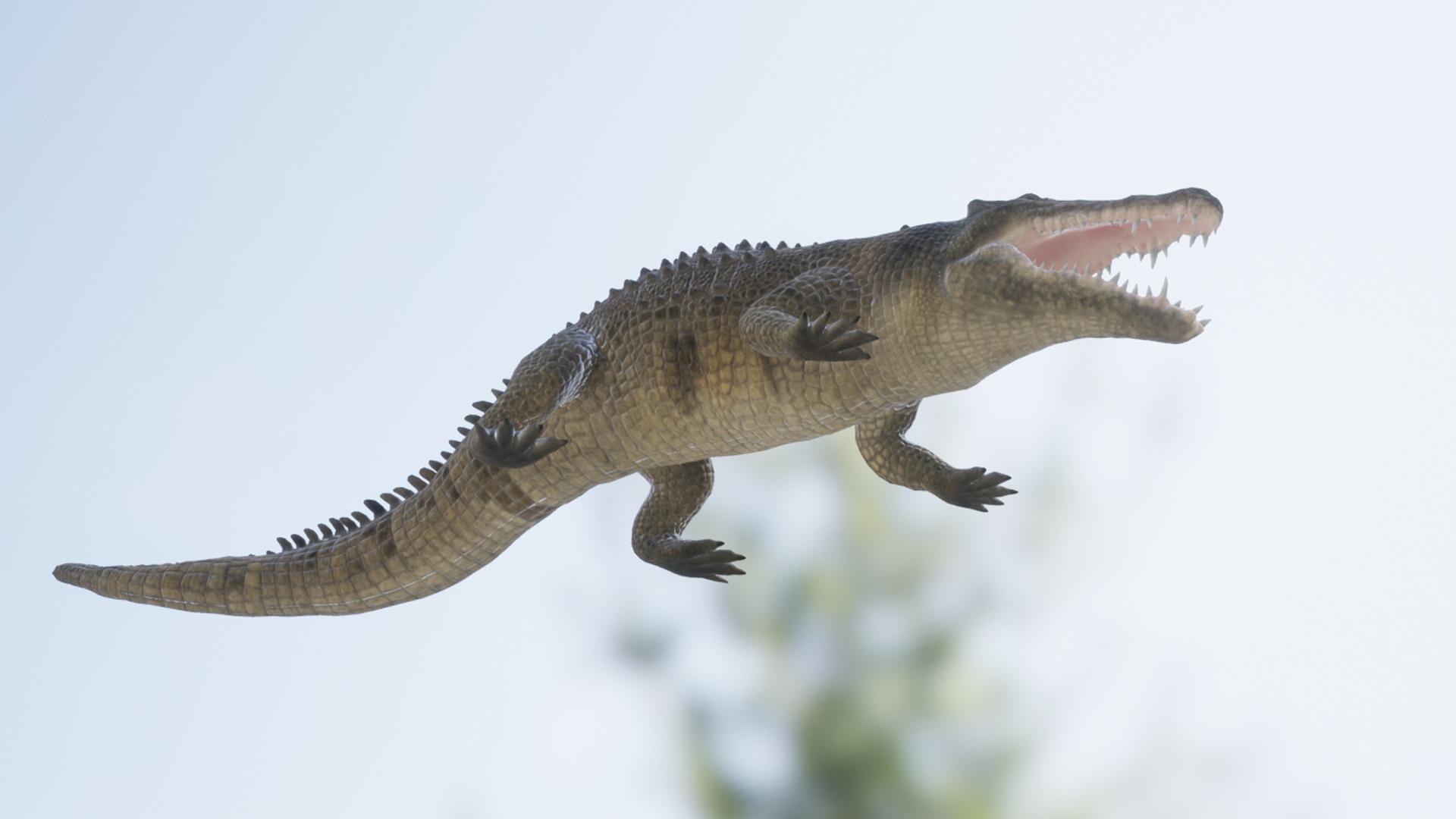 Saltwater Crocodile Low-poly 3D model_5