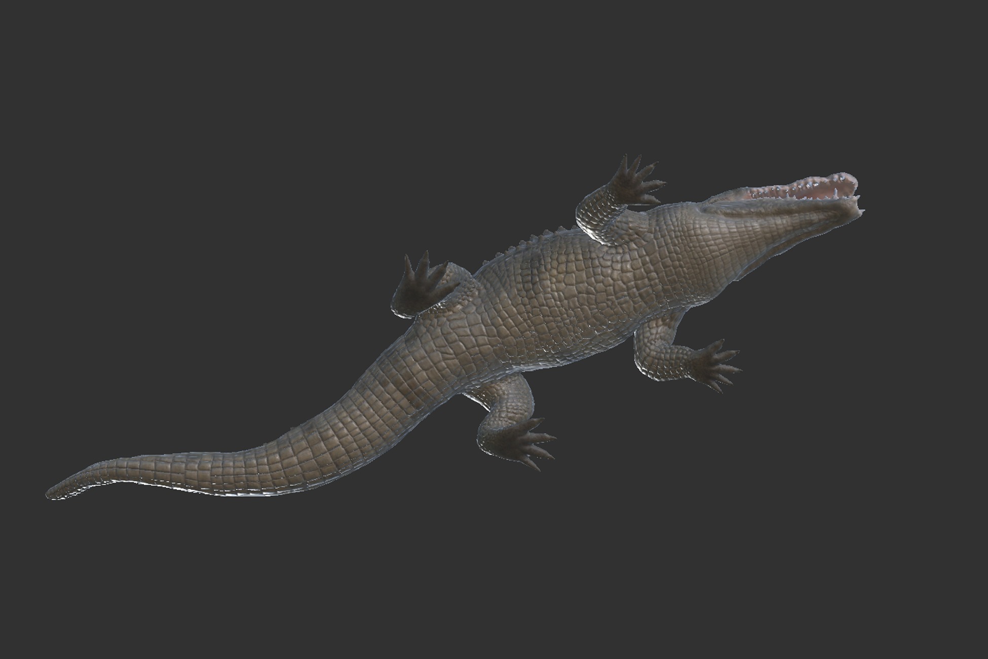 Saltwater Crocodile Low-poly 3D model_11