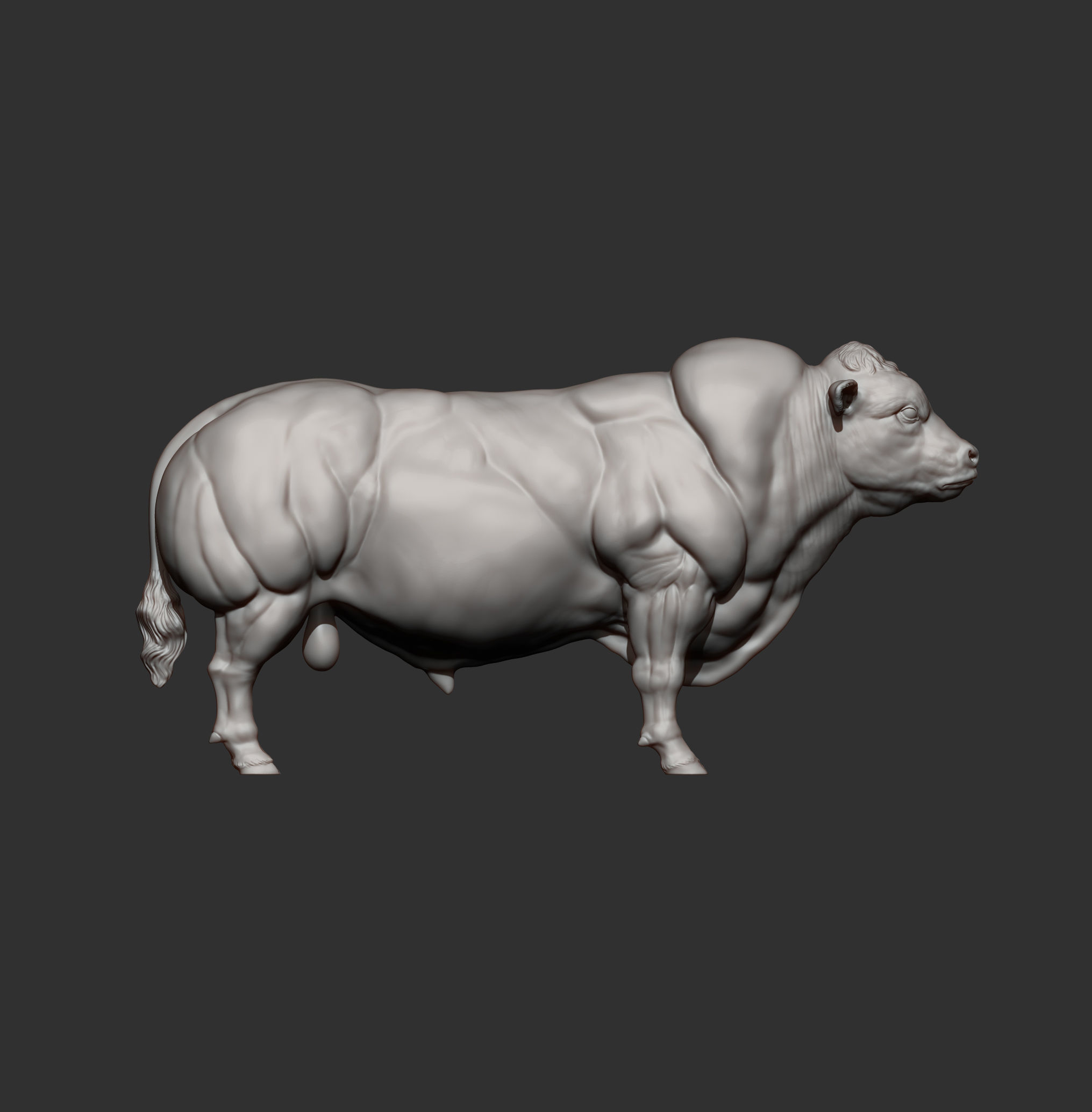 Belgian Blue bull 3D print model_9
