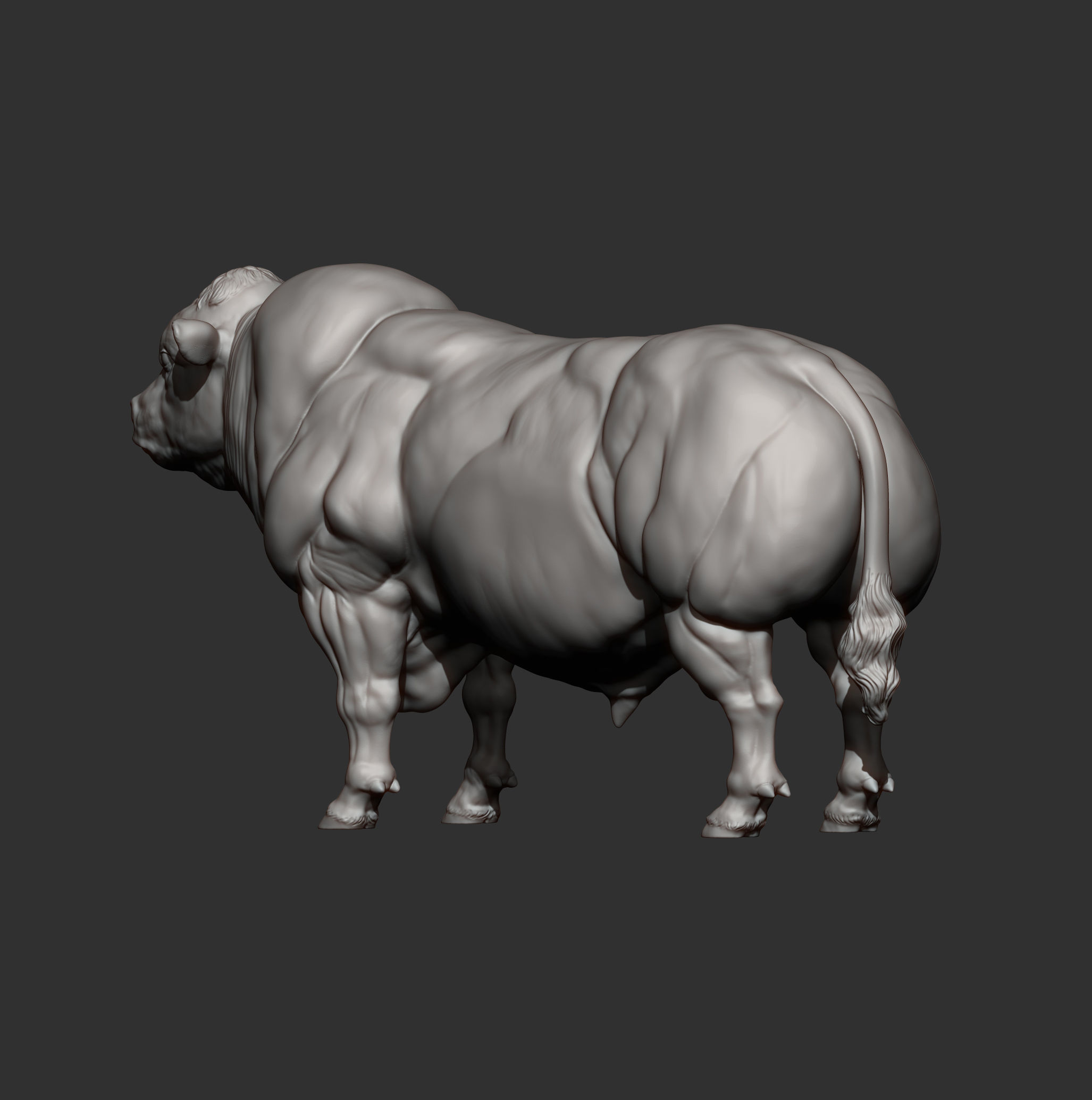 Belgian Blue bull 3D print model_7