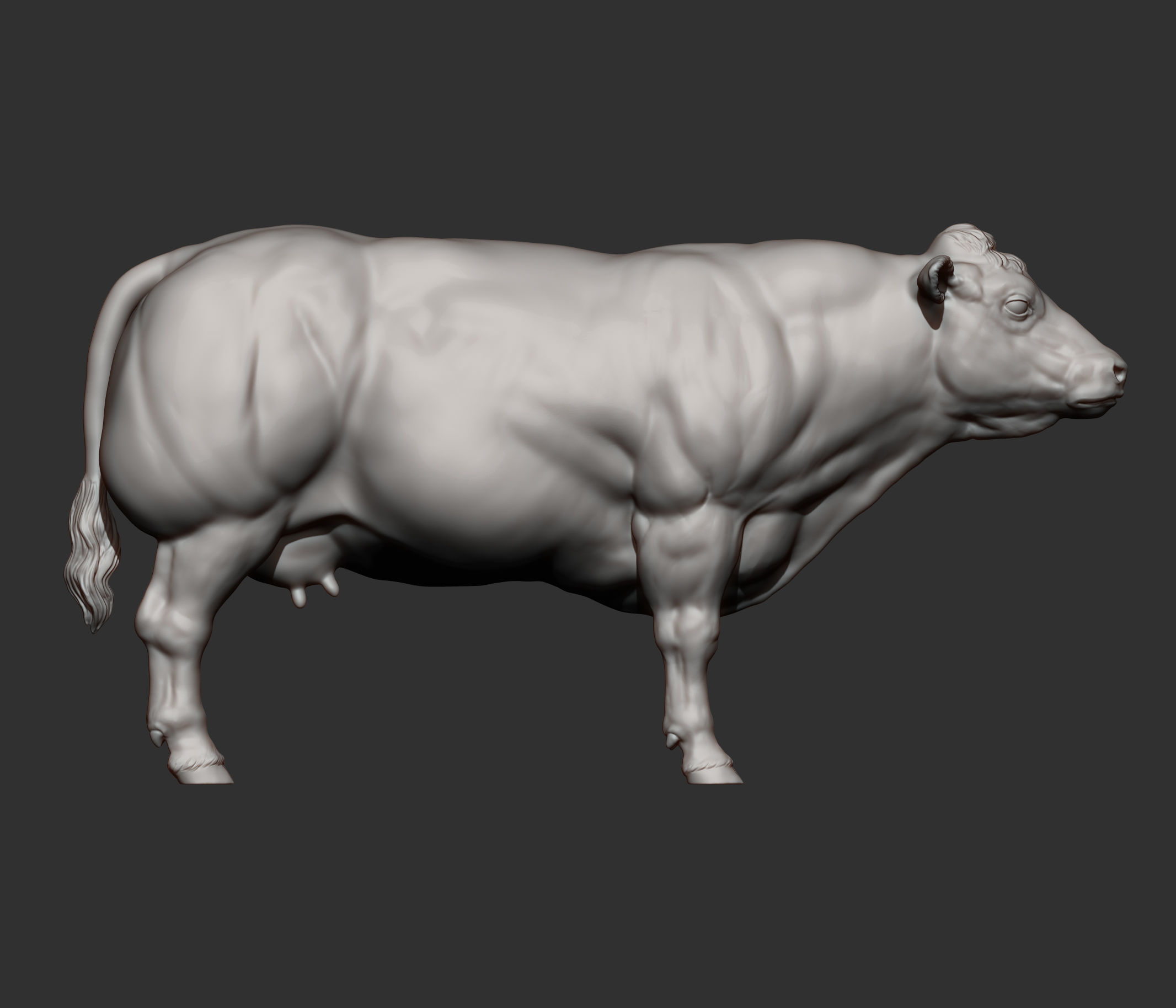 Belgian Blue Cow 3D print model_7