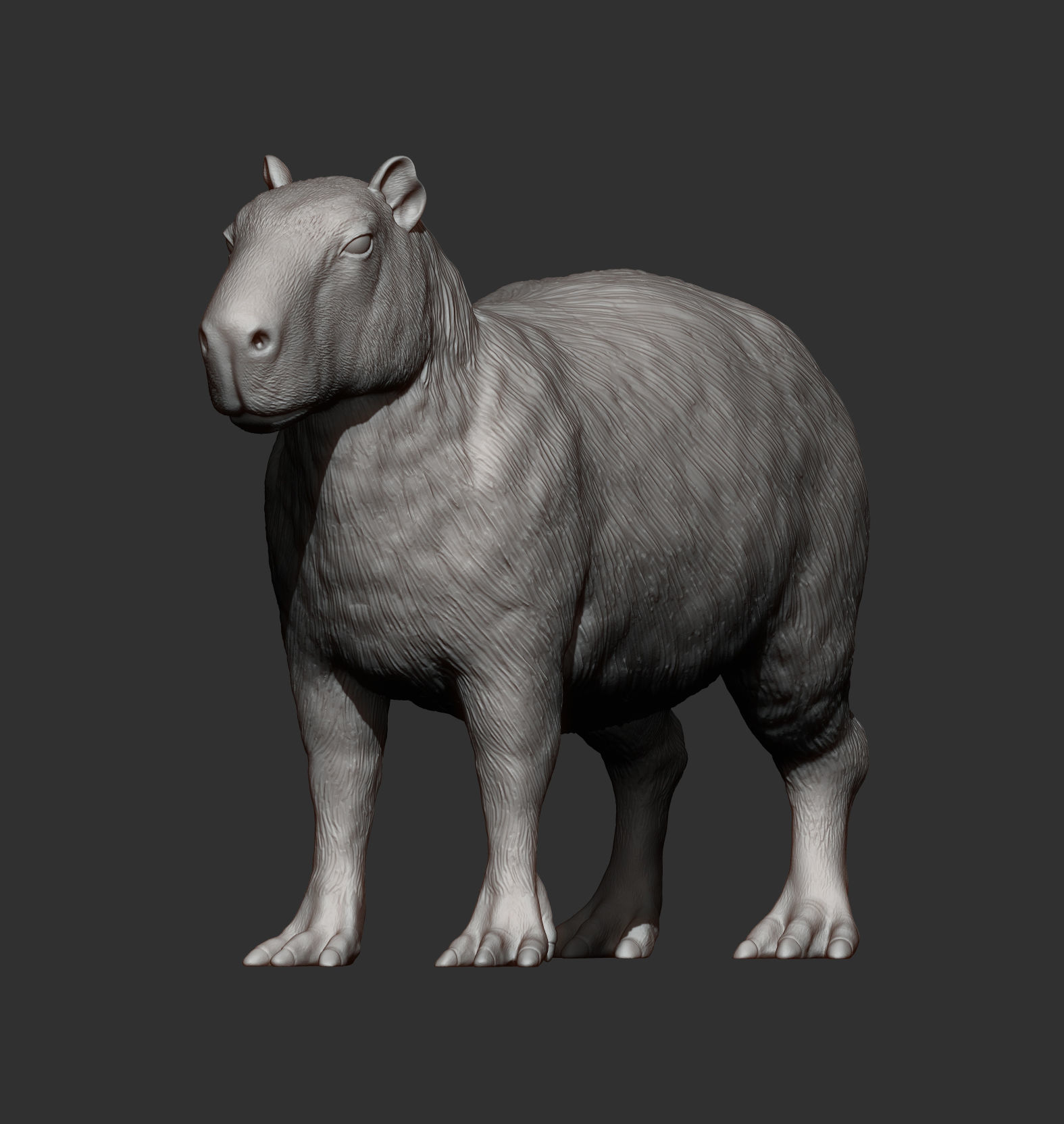 Capybara 3D print model_10