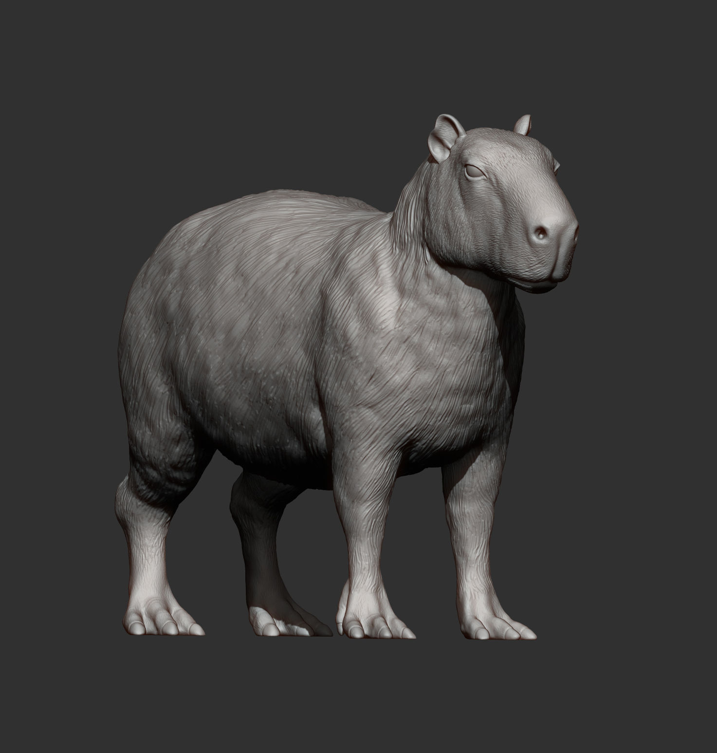 Capybara 3D print model_8
