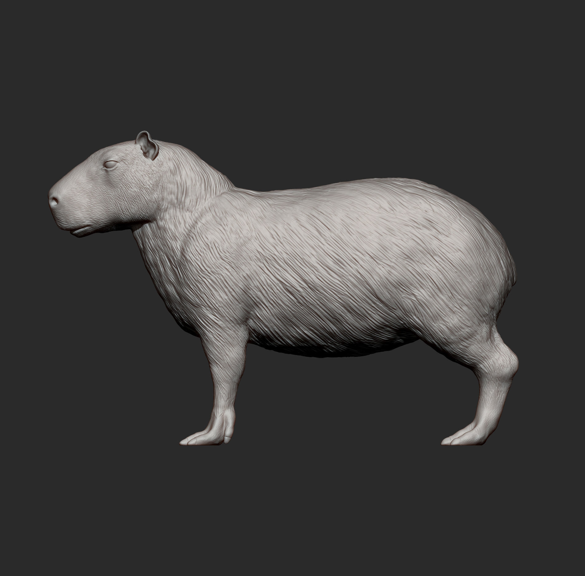 Capybara 3D print model_9